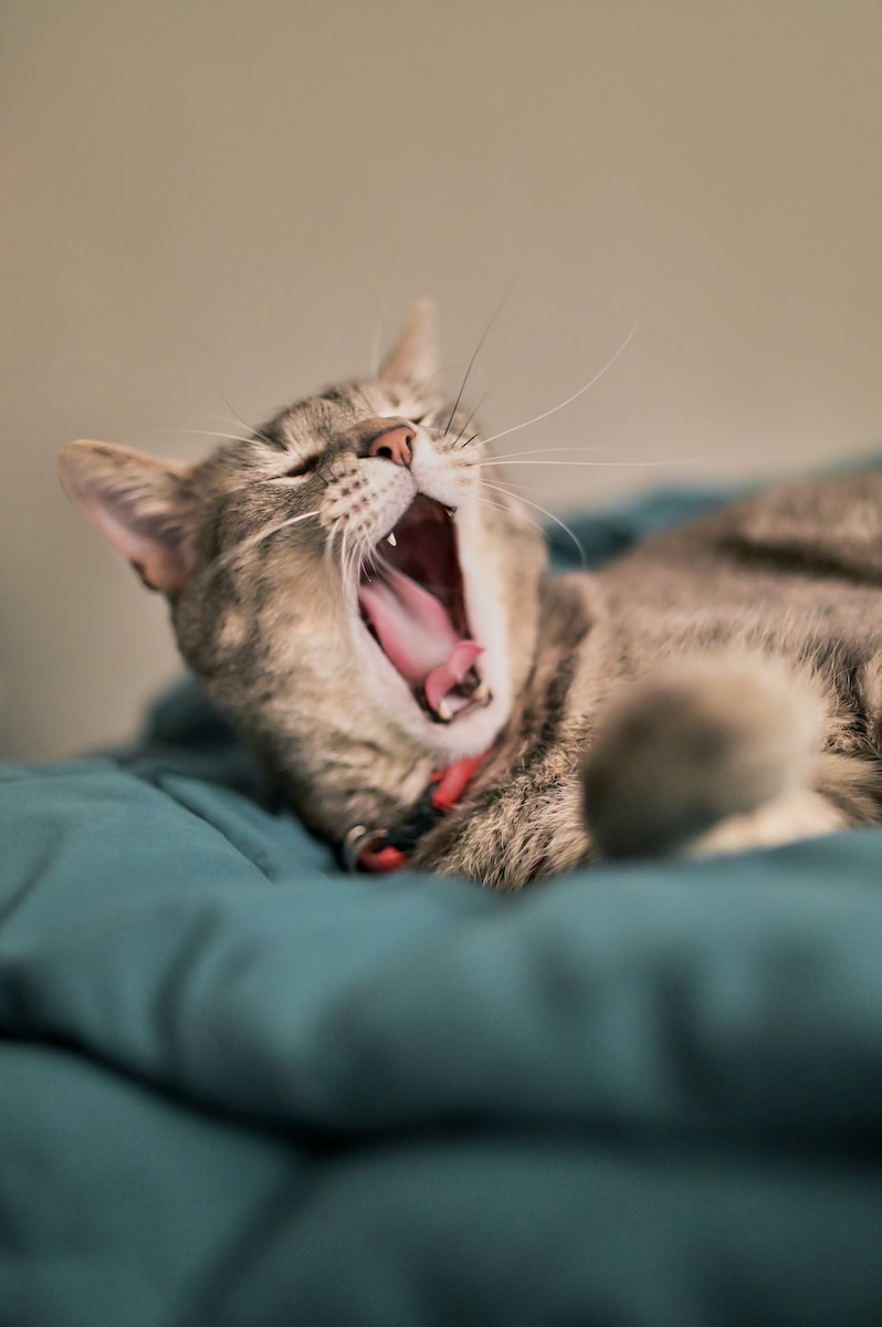 El gato es un animal bastante independiente